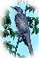 Cuckoo