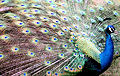 peacock76H