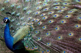 PeacockR